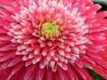 Pink gerbera closeup